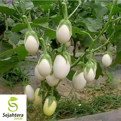 White Egg Eggplant Seeds - 100+ Heirloom, Organic, Non-GMO & Rare