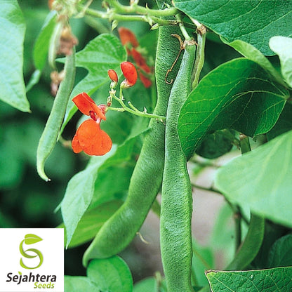 Scarlet Runner Bean Seeds 20 Ct | Edible Ornamental Pole Heirloom NON-GMO USA