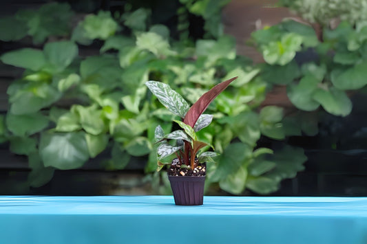 Apoballis acutissima 'Lavaille' Red Sword Plant in 6" Pot - Rare Houseplant with Silky Leaves & Burgundy Underside