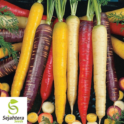 Rainbow Blend Carrot Seeds 500+ | Vegetable Garden Mixture NON-GMO USA