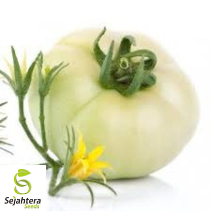 Great White Tomato Seeds - 10+ Heirloom, Organic, Non-GMO, Rare Beefsteak