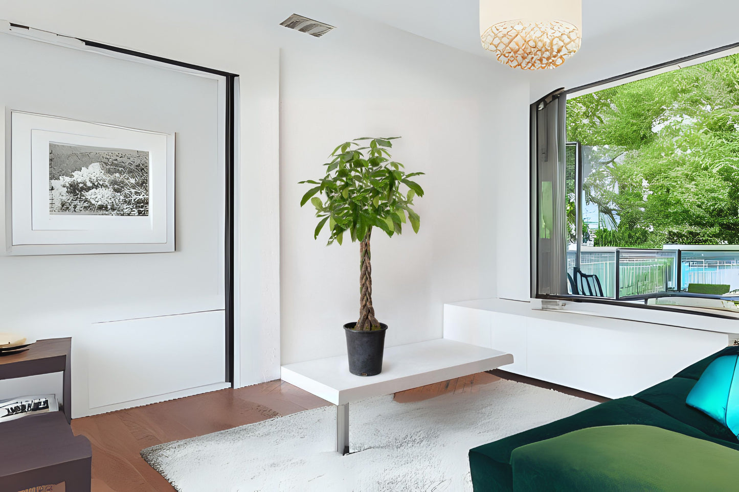 Braided Money Tree Plant - 4-Inch Pot | Feng Shui Good Luck | Indoor Air Purifier | Pachira Aquatica Houseplant