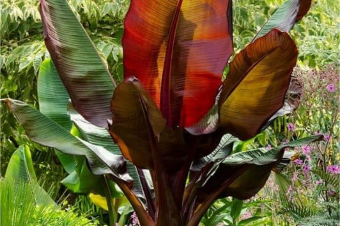 Red Banana Plant in 10" Pot - Musa Red Abyssinian, Ensete maurelii - Tropical Ornamental with Colorful Foliage and Fast Growth