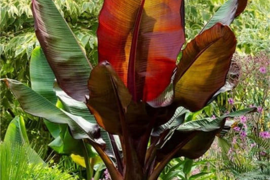 Red Banana Plant in 10" Pot - Musa Red Abyssinian, Ensete maurelii - Tropical Ornamental with Colorful Foliage and Fast Growth