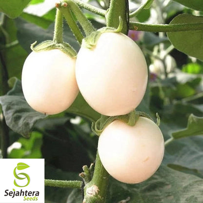 White Egg Eggplant Seeds - 100+ Heirloom, Organic, Non-GMO & Rare