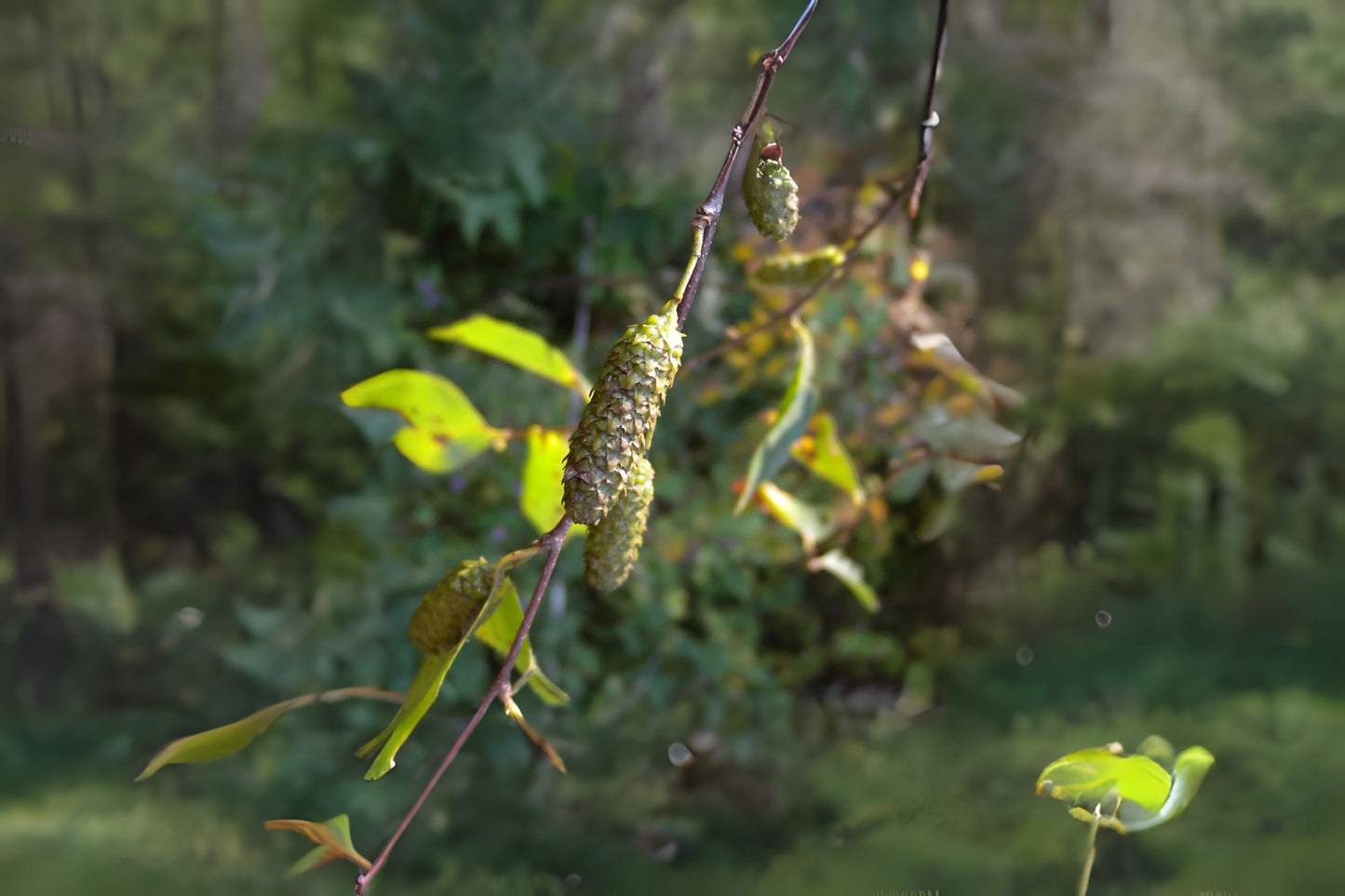 Dahurian Birch (Betula davurica)