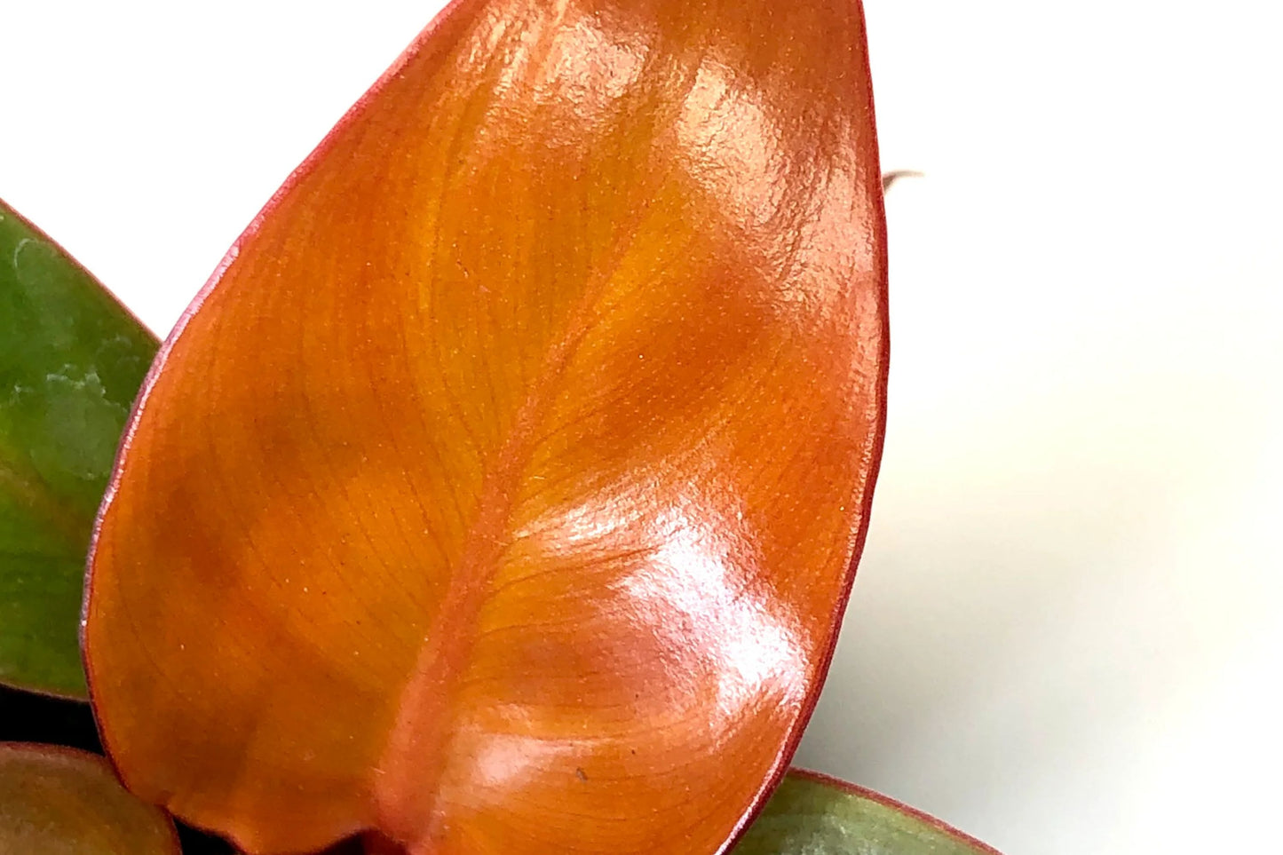 Philodendron Red Sun – Vibrant Multicolored Foliage | 3" Pot