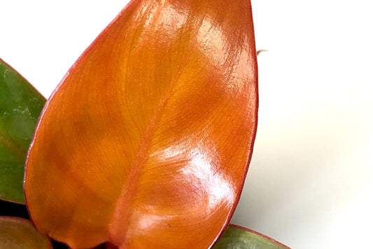 Philodendron Red Sun – Vibrant Multicolored Foliage | 3" Pot