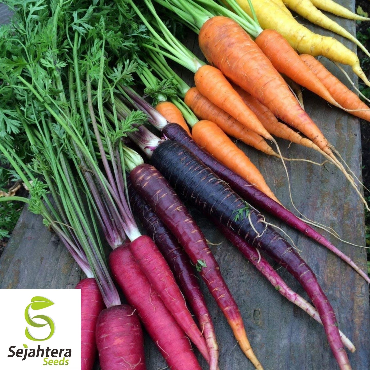 Rainbow Blend Carrot Seeds 500+ | Vegetable Garden Mixture NON-GMO USA
