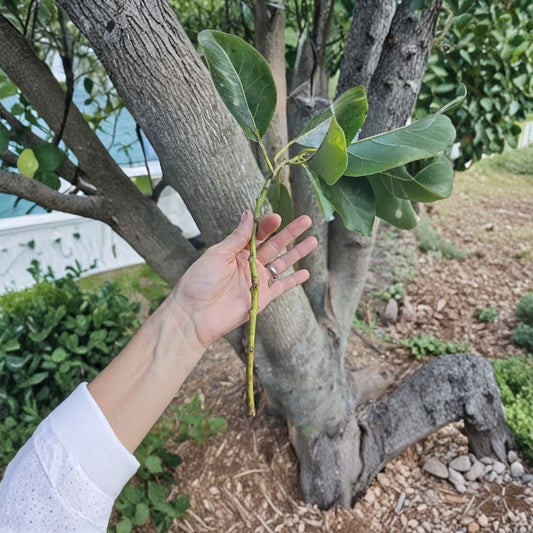 Avozilla Avocado Scions – Cold Hardy Variety 5 Fresh Cut Scions | Approx. 5 Inches Each | For Grafting Only  World’s Largest Avocado | Australian Variety | Experienced Grafters Only