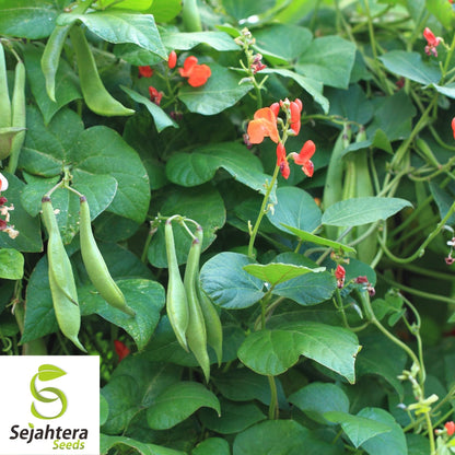 Scarlet Runner Bean Seeds 20 Ct | Edible Ornamental Pole Heirloom NON-GMO USA