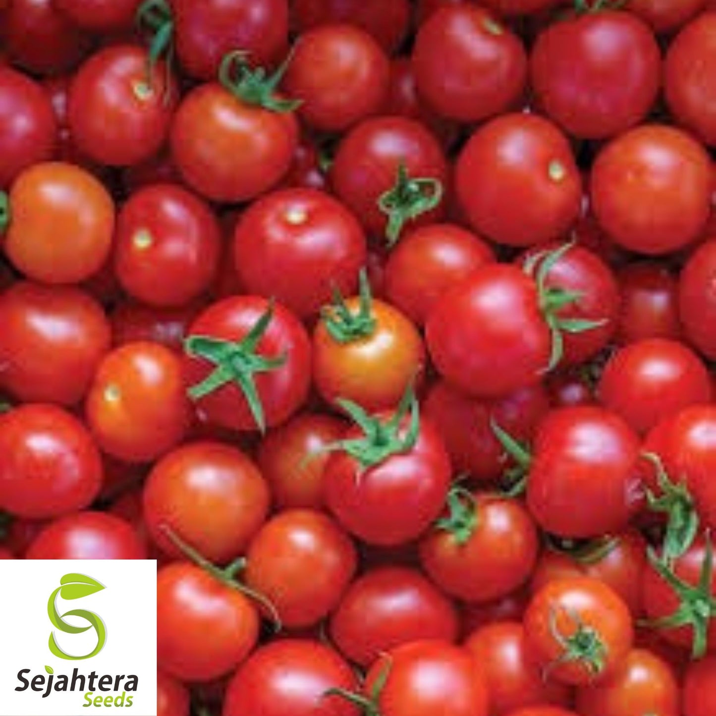 Super Sweet 100 Cherry Tomato Seeds - 30+ Organic Heirloom - Non-GMO & Fresh