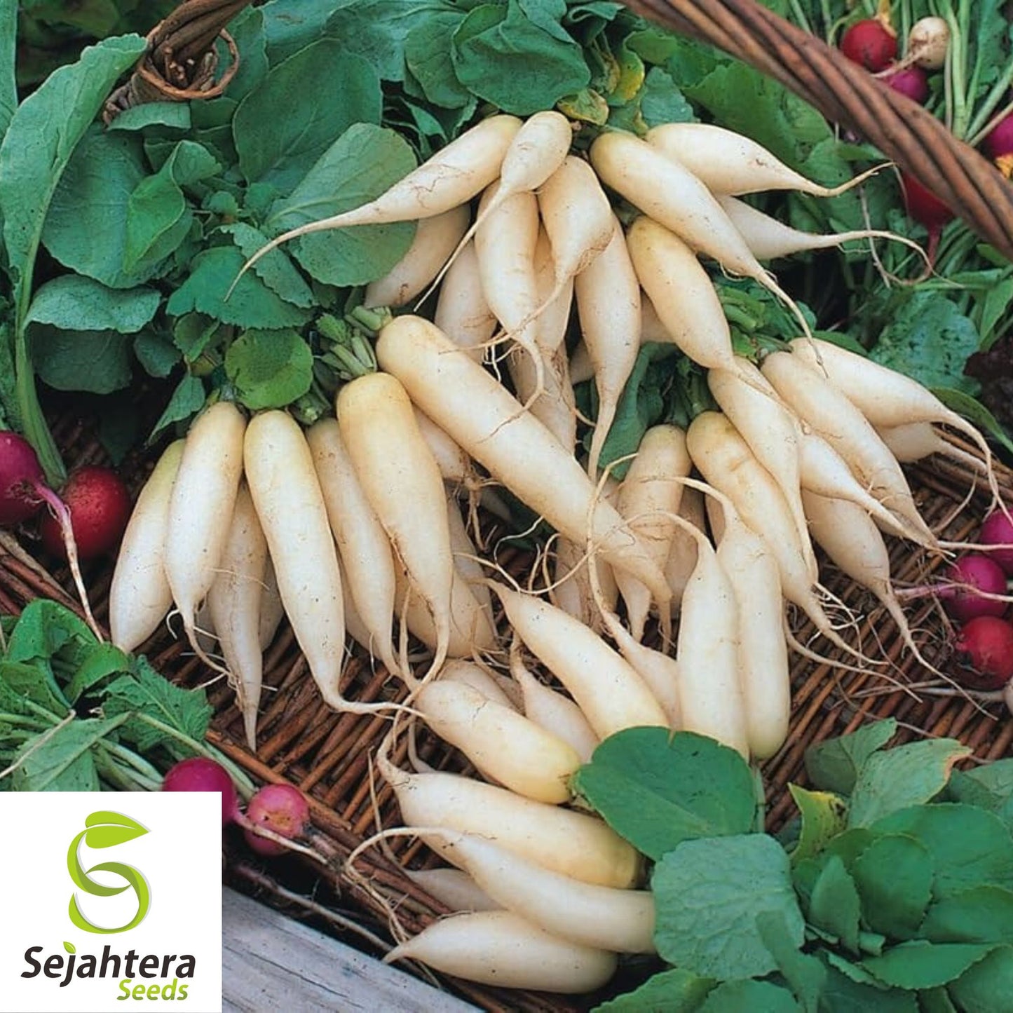 White Icicle Radish Seeds - 100+ Heirloom, Organic, Non-GMO & Rare