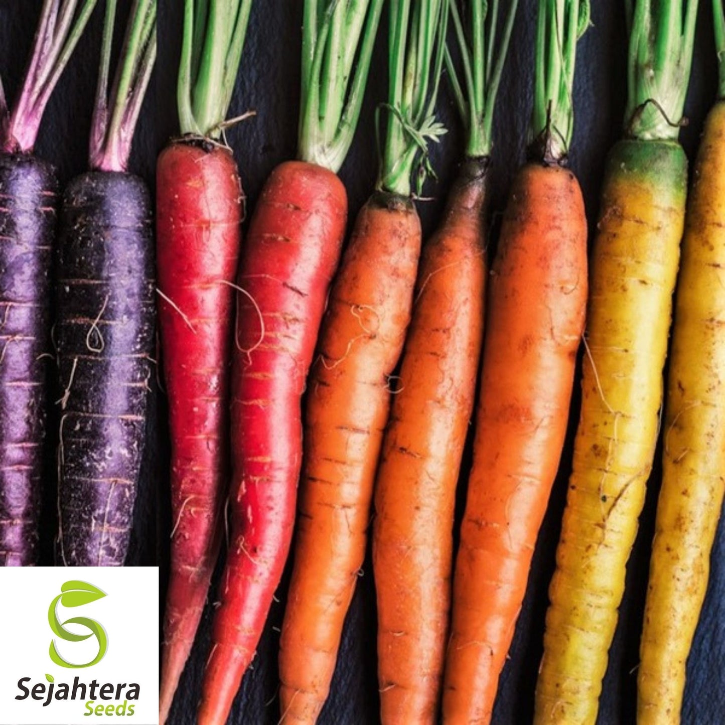 Rainbow Blend Carrot Seeds 500+ | Vegetable Garden Mixture NON-GMO USA