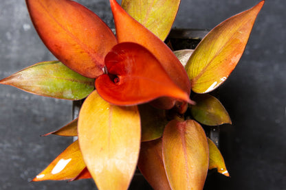 Philodendron Red Sun – Vibrant Multicolored Foliage | 3" Pot