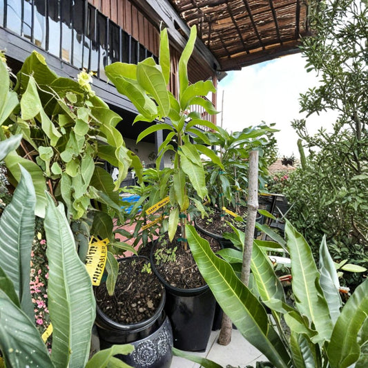 Premium Grafted Mango & Avocado Trees – Mangifera indica / Persea americana 3-Gallon Grafted Trees | 2–4 Ft Tall | 100+ Varieties Available  Zill & Pine Island Varieties | High-Performance Rootstock | Rare & Exotic Selection