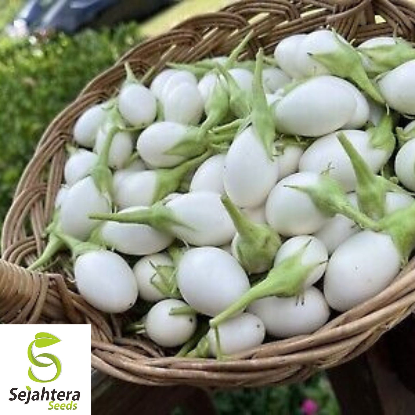 White Egg Eggplant Seeds - 100+ Heirloom, Organic, Non-GMO & Rare