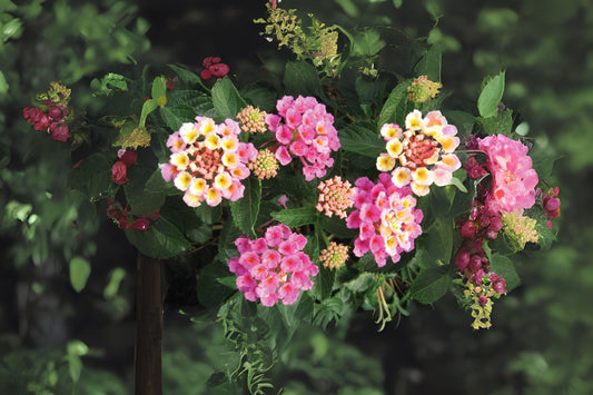 Lantana Plant 6 in Pot | Colorful Yellow Pink Flowers | Lantana camara | Easy-to-Grow Ornamental Shrub for Gardens