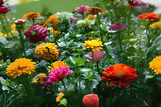 California Giant Zinnia Elegant (Zinnia elegans 'California Giant Mix')