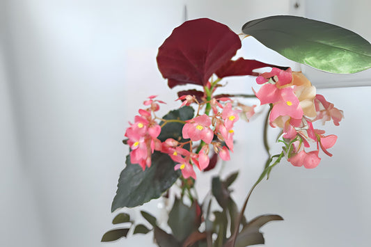 Begonia Plant 10" Pot Angel Wing Pink Begonia (Begonia Coccinea) Indoor Flowering Houseplant