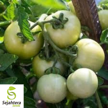 Great White Tomato Seeds - 10+ Heirloom, Organic, Non-GMO, Rare Beefsteak