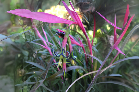 Queen's Tears Bromeliad Plant Pup - Billbergia nutans - Hardy Friendship Plant with Colorful Flowers - Easy Care Indoor Plant