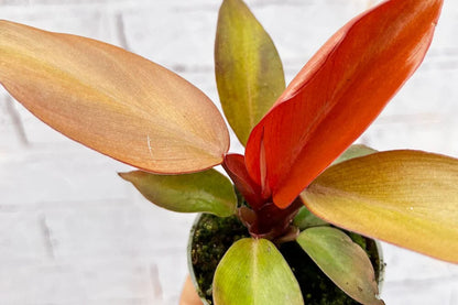 Philodendron Red Sun – Vibrant Multicolored Foliage | 3" Pot