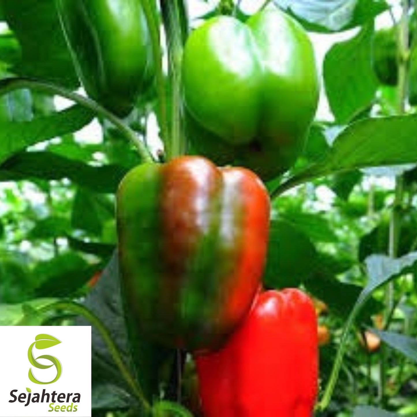 50+ Emerald Giant Bell Pepper Seeds - Sweet, Non-GMO, High-Yield Vegetable