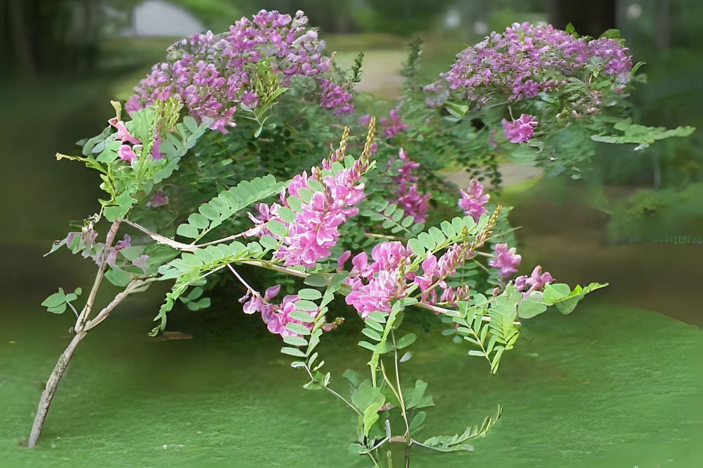 True Indigo (Indigofera tinctoria)