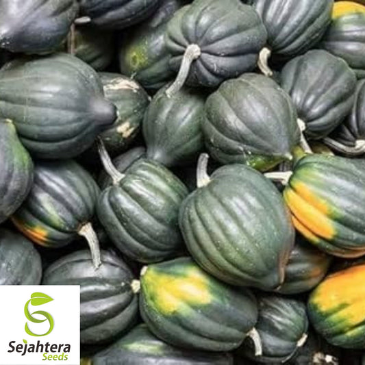 Squash Acorn Table Queen Seeds 30 Ct | Winter Vegetable NON-GMO USA