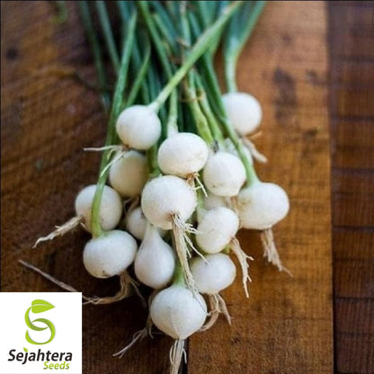 Crystal White Wax Onion Seeds 200+ | NON-GMO Vegetable Garden USA