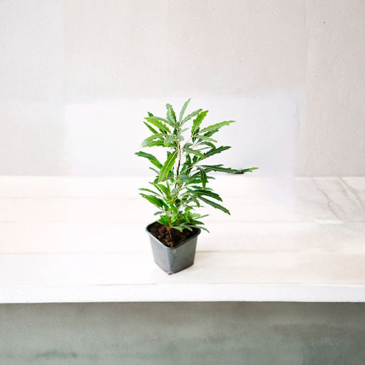 False Aralia – Schefflera elegantissima (Aralia elegantissima) Live Plant | Long Narrow Foliage | Nursery Pot Included  Elegant Tropical Foliage | Dark Green Leaves | Indoor Statement Plant