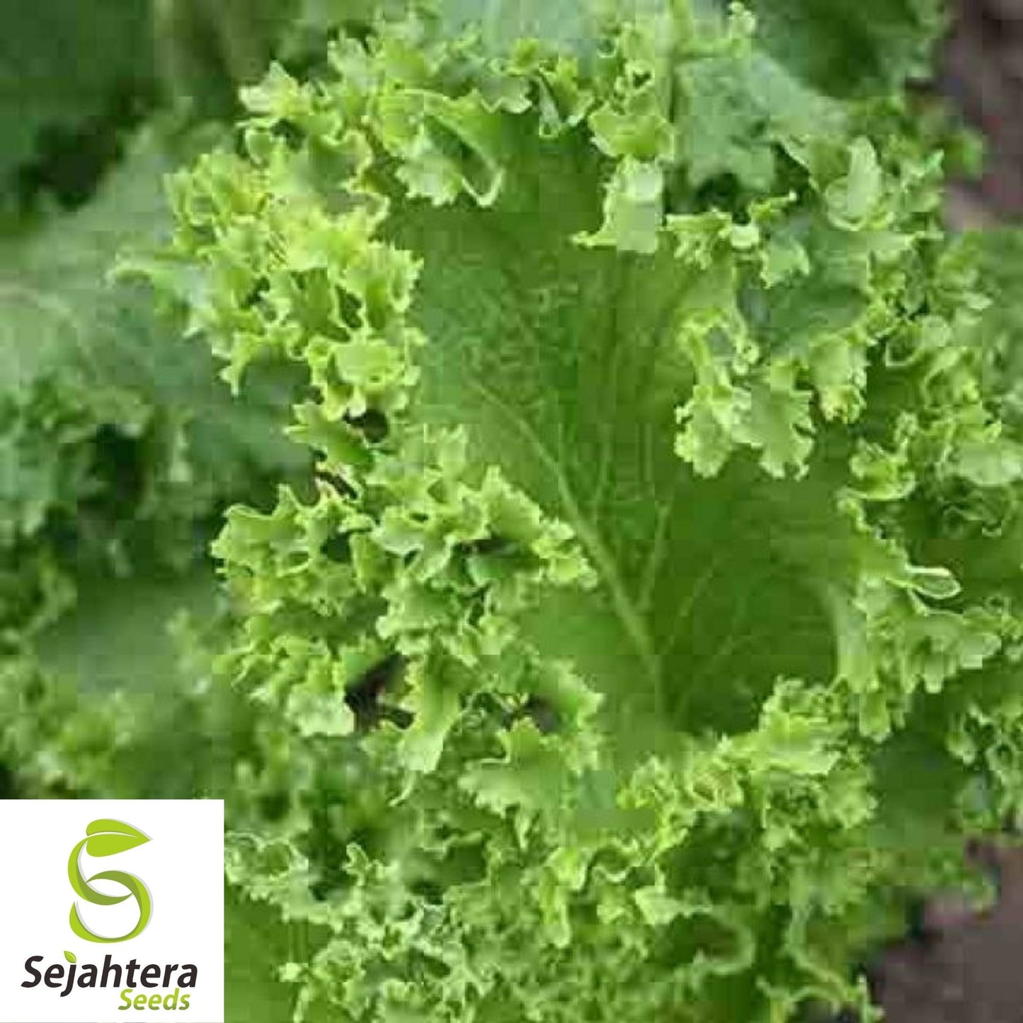 Old Fashioned Mustard Seeds 600+ | Greens Vegetable Garden NON-GMO USA