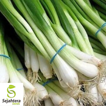 Tokyo Long White Onion Seeds 200+ | Bunching Scallion Vegetable NON-GMO USA