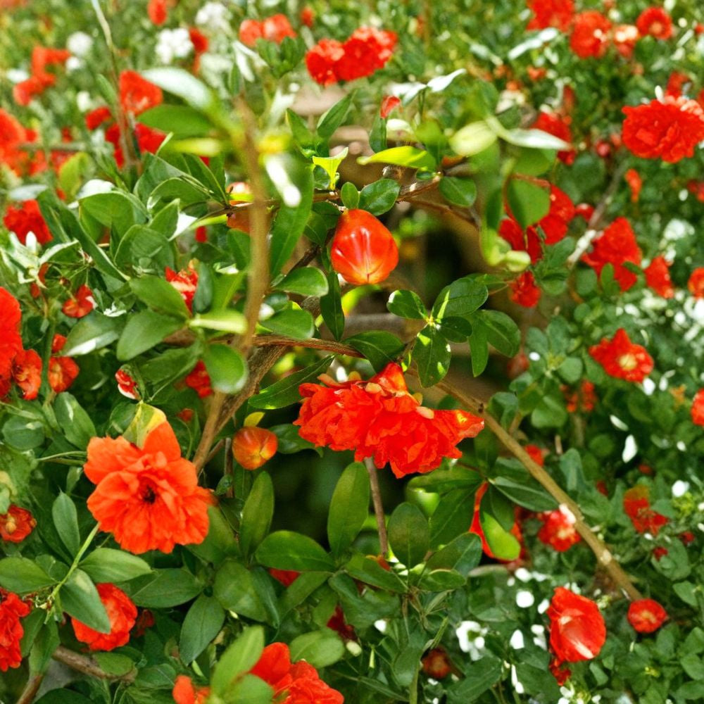 Wonderful Pomegranate Tree Live Fruit Tree | 1–2 Feet Tall | Shipped in 6 Inch Pot  Large Red Fruit | Sweet-Tart Flavor | Drought Tolerant & Self-Fruitful