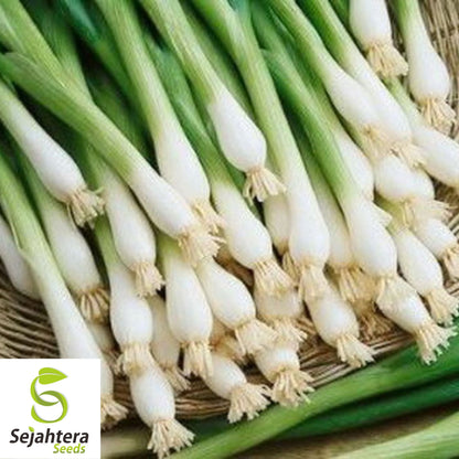 200+ Tokyo Long White Onion Seeds - Non-GMO, Mild Flavor, and Versatile Variety