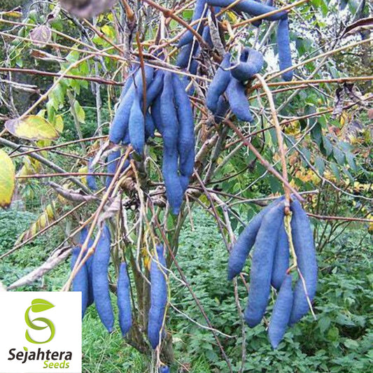 10+ Blue Sausage Fruit Seeds - Decaisnea Fargesii, Exotic, Rare & Edible Pods