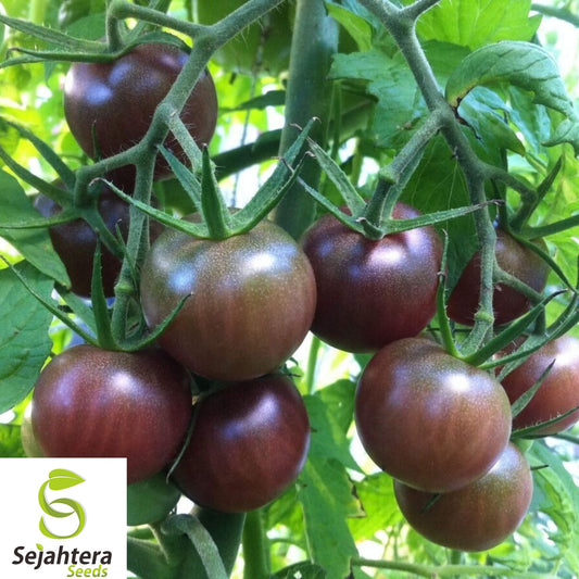 120+ Chocolate Cherry Tomato Seeds – Rare Heirloom, Organic, Super Sweet & Juicy