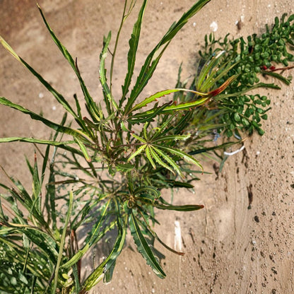 False Aralia – Schefflera elegantissima (Aralia elegantissima) Live Plant | Long Narrow Foliage | Nursery Pot Included  Elegant Tropical Foliage | Dark Green Leaves | Indoor Statement Plant