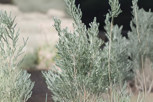 Wyoming Big Sagebrush (Artemisia tridentata ssp. Wyomingensis)