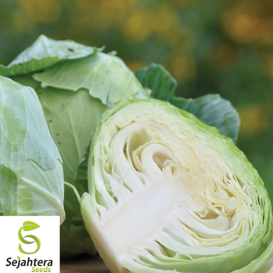 400+ Charleston Wakefield Cabbage Seeds - Heirloom, Non-GMO, Sweet & Tender