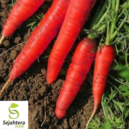 150+ Atomic Red Carrot Seeds - Non-GMO, Heirloom & Nutritious Variety