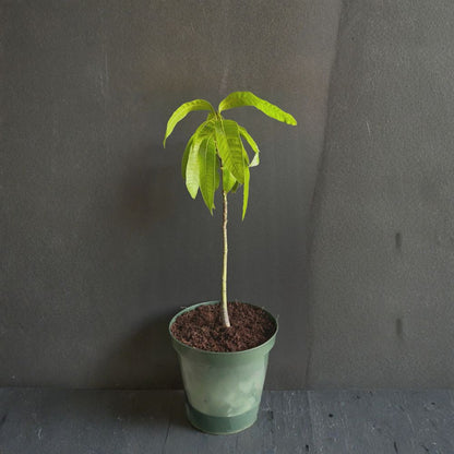 Mango Tree – Mangifera indica Live Plant | 24 Inches Tall | Tropical Fruit Starter  Evergreen Tropical Tree | Backyard Friendly | Easy to Grow