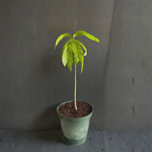 Mango Tree – Mangifera indica Live Plant | 24 Inches Tall | Tropical Fruit Starter  Evergreen Tropical Tree | Backyard Friendly | Easy to Grow