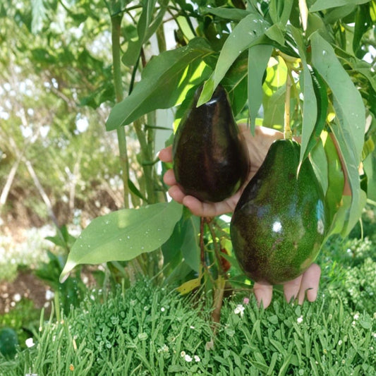 Brogdon Avocado Tree – Persea americana Live Air-Layered Tree | Approximately 3 Feet Tall  Cold Hardy Variety | Florida Favorite | Rich, Buttery Flavor