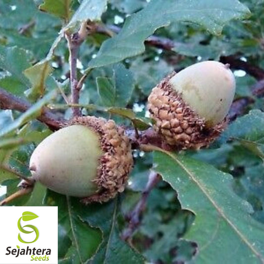 Blue Oak Bonsai Seeds {Quercus macrocarpa} 2023 Harvest | 5 Seeds