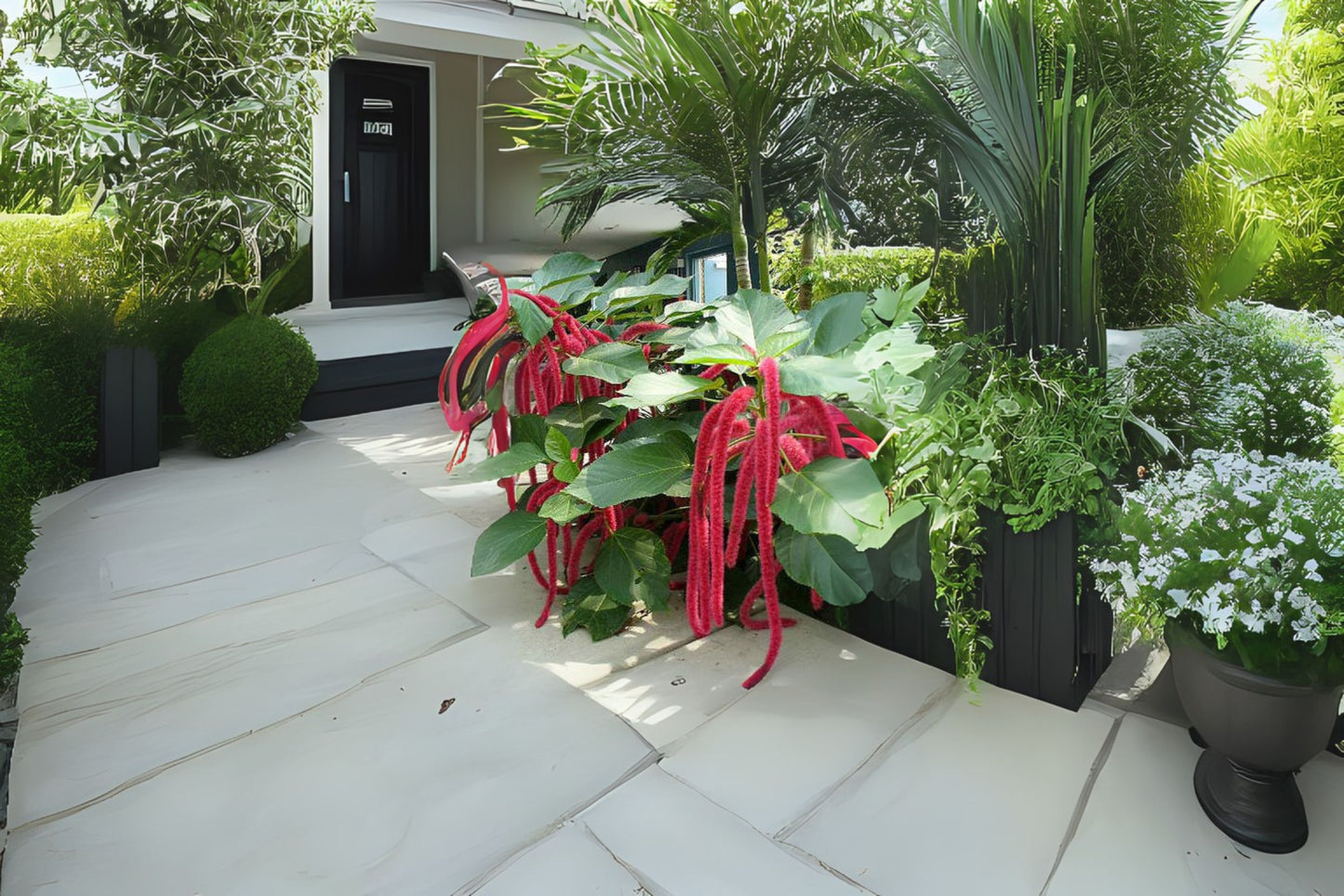 Cat Tail Chenille Plant - 5 in Pot, Red Hot Cattail, Acalypha hispida - Exotic Fuzzy Flowering Houseplant for Indoor Decor