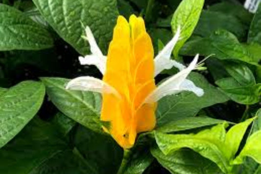 Golden Shrimp Plant – Justicia brandegeana | Starter Plant in 3" Pot