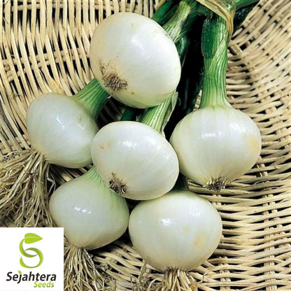 Crystal White Wax Onion Seeds 200+ | NON-GMO Vegetable Garden USA