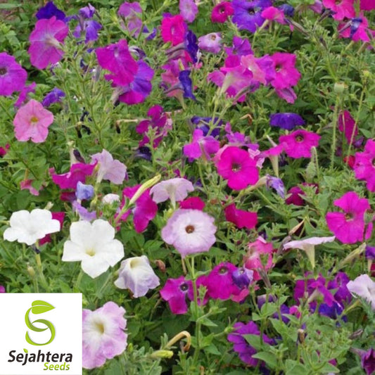 2000+ Dwarf Petunia Mix Seeds - Compact Petunia Nana Compacta Flowers, Non-GMO